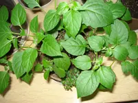 DSC04415.webp