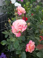 DSCN2258.webp