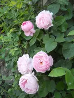 DSCN2255.webp