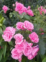 DSCN2256.webp