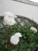 DSCN2261.webp