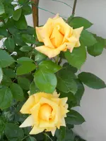 DSCN2214.webp