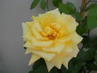 DSCN2245.webp