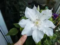 CIMG4902.webp