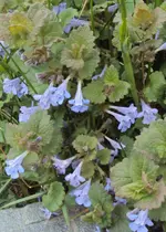 DSC03706 - 2013-05-10 - gunderrmann.webp