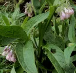 DSC03718 - 2013-05-10 - beinwell rosa.webp