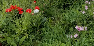 DSC03833 - 2013-06-26 - mohn - klee - moschus.webp