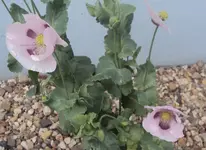 DSC03838 - 2013-06-26 - papaver somniferum.webp