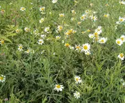 DSC03840 - 2013-06-26 - margeriten - rotklee - wiesenflockenblumen.webp