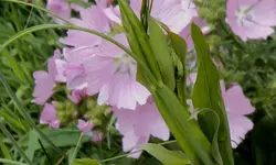 DSC03856 - 2o13-06-26 - moschusmalven.webp