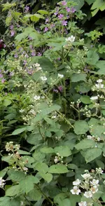 DSC03831 - 2013-06-26 - wilde malven - wilde brombeeren.webp