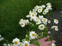 kiwi und blume 002.webp