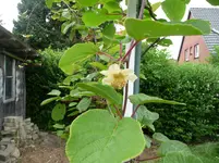 kiwi und blume 001.webp