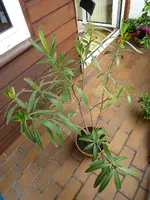 P1040635_Olli.webp
