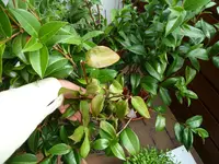 P1040643_Kamelie.webp