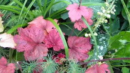 DSCN4947.webp