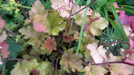 DSCN4948.webp