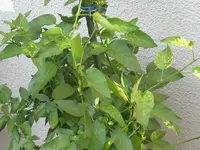 IMG_1044.webp