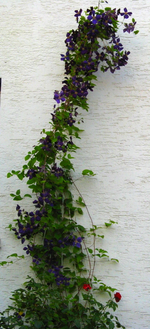IMG_8438.webp