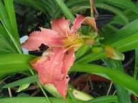 crimson x nn_1067x800.webp