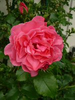 P1090929.webp