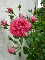 P1090930.webp