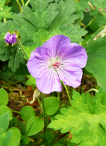 P1090941.webp