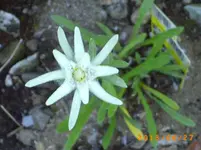garten juni 9 005.webp