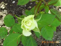 garten juni 8 014.webp