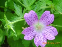 garten juni 8 020.webp