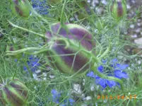 garten juni 9 012.webp