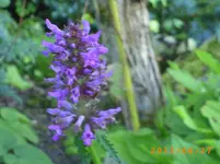 garten juni 9 013.webp
