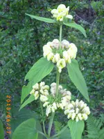 garten juni 9 015.webp