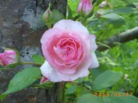 garten juni 9 024.webp