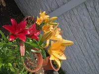 Blumengarten_3_IMG_0548.webp