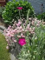 Blumengarten_6_IMG_0551.webp