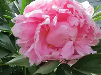 Blumengarten_7_IMG_0553.webp