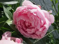 Blumengarten_8_IMG_0555.webp