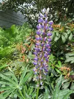 Blumengarten_9_IMG_0556.webp