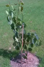 IMG-20130627-00078.webp