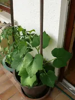 Gurke Balkon.webp