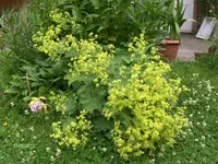 HPIM9703.webp