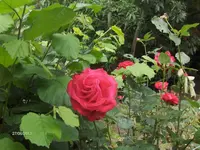 HPIM9705.webp