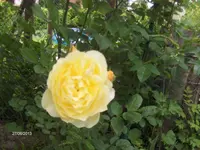 HPIM9706.webp