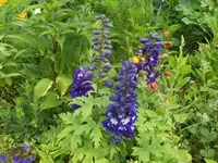HPIM9713.webp