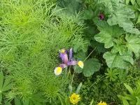 HPIM9714.webp