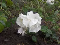 HPIM9720.webp