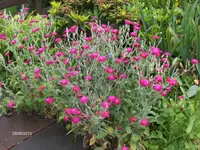 HPIM9721.webp