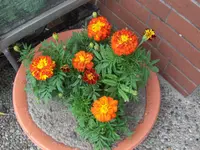 HPIM9722.webp