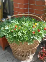 DSCN2267.webp